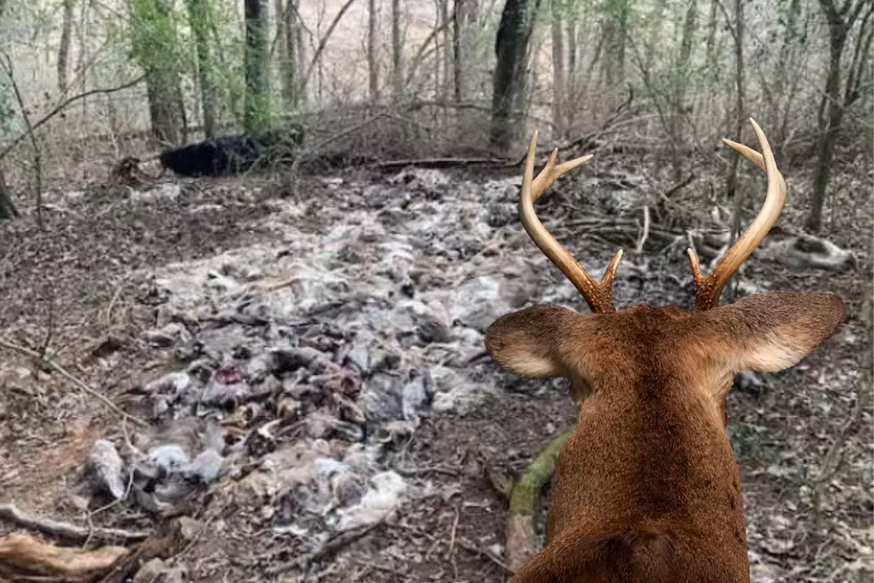 Arkansas Man Discovers Huge Amount of Deer Carcasses on Property