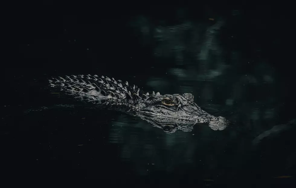 Large Alligator Spotted Swimming on Popular Texas Beach